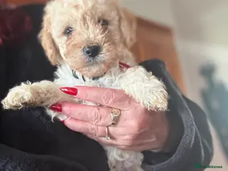 Mixed Breed dogs Adorable Poodle Puppies - Advert 5