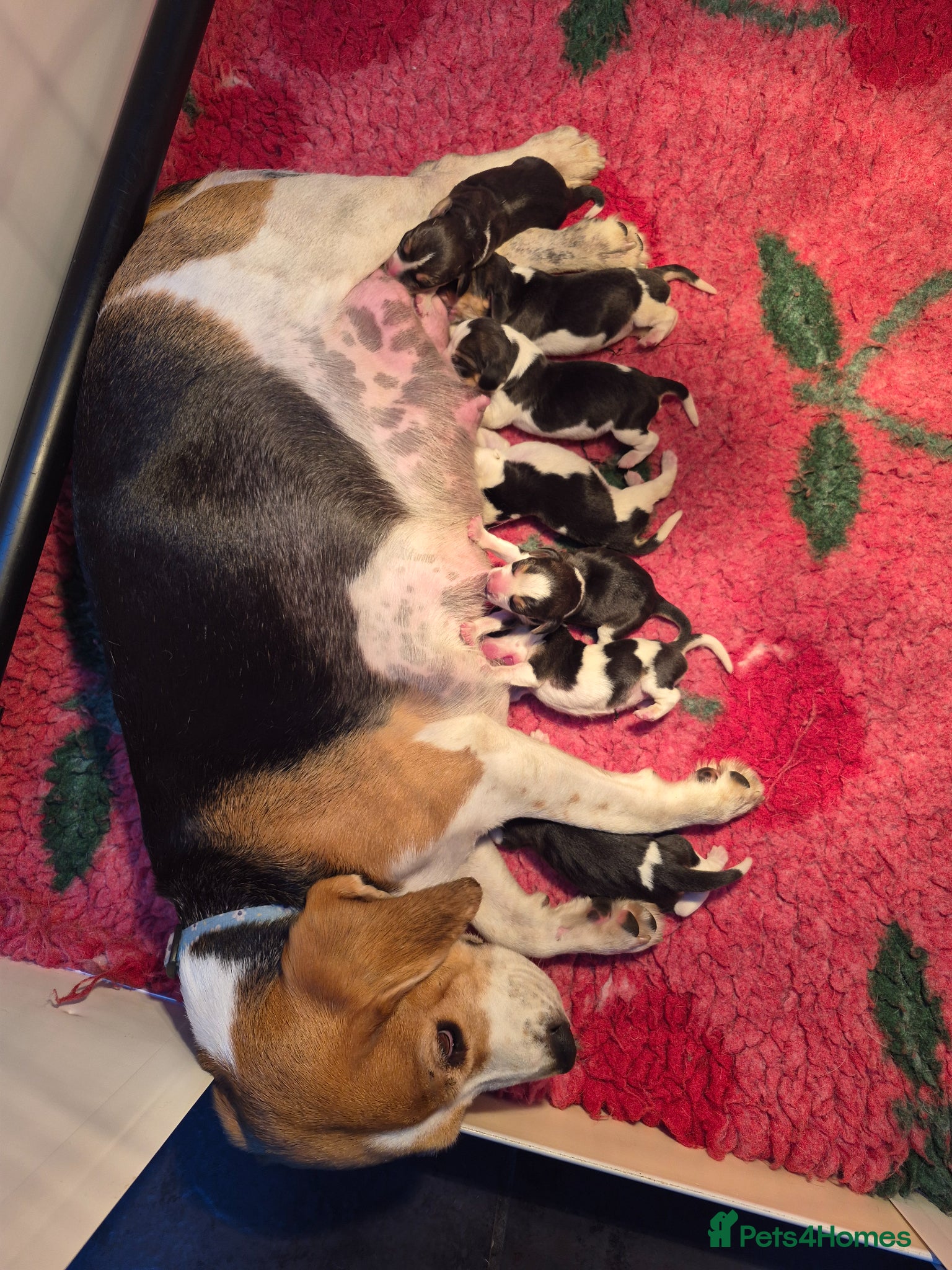Beagle dogs KC REGISTERED BEAGLE PUPPIES  - Advert 5