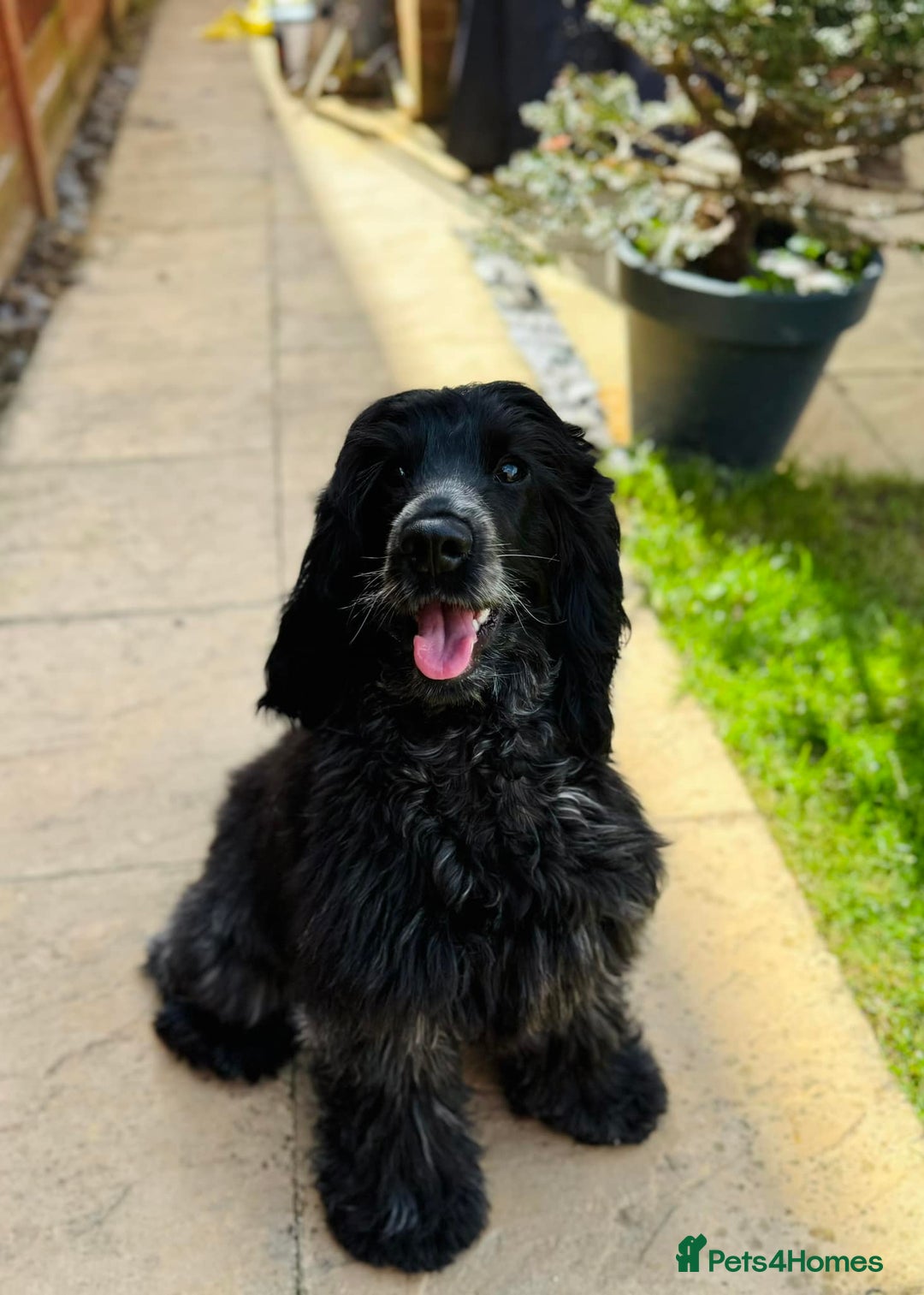 Cocker Spaniel dogs for sale: Pedigree KC Show Cocker Spaniel Puppies - Advert 2