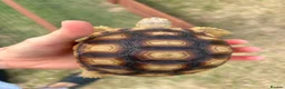 Tortoise reptiles for sale: 2 Sulcata Tortoises for sale  - Advert 8