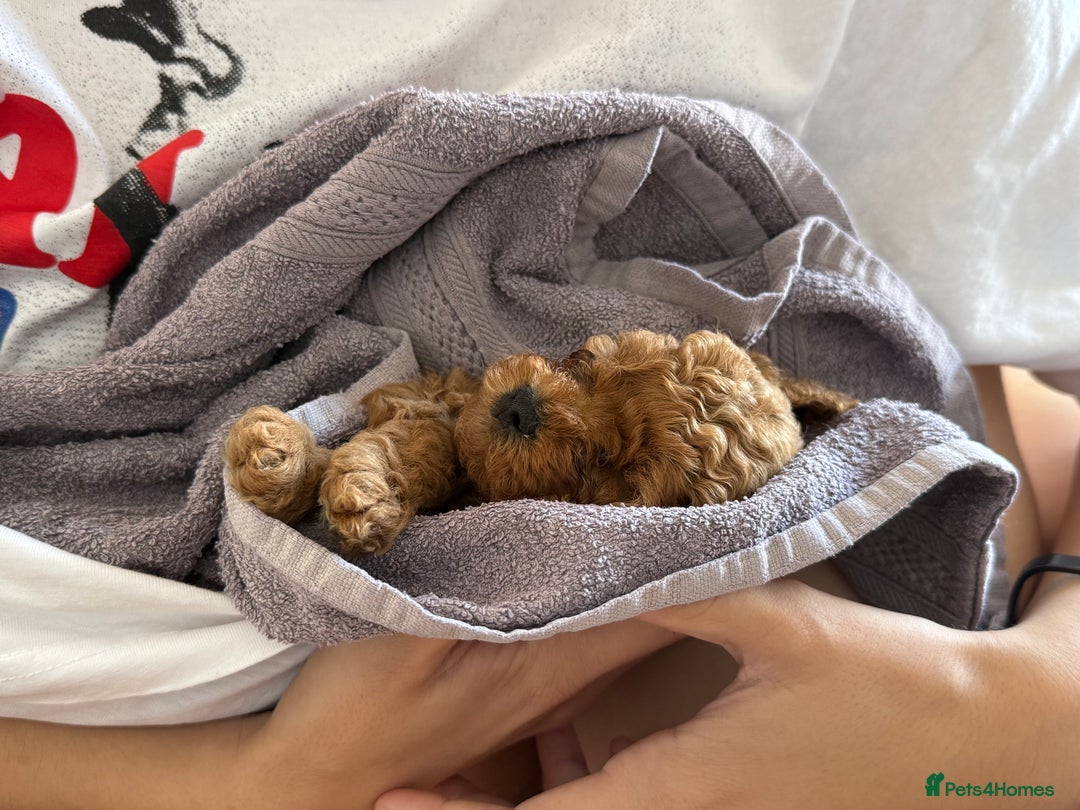 Cavapoo dogs for sale: Premium F1B Toy Red Cavapoo - 2 LEFT - Image 23
