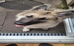 German Shepherd dogs for sale: Puppy German Shepard  - Image 2
