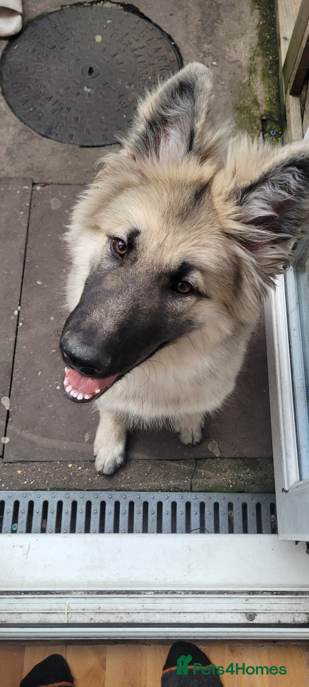 German Shepherd dogs for sale: Puppy German Shepard  - Image 2