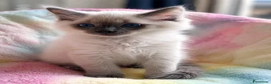 Ragdoll Kitten 2