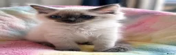 Ragdoll cats for sale: Stunning ragdoll kittens for sale.  - Advert 30