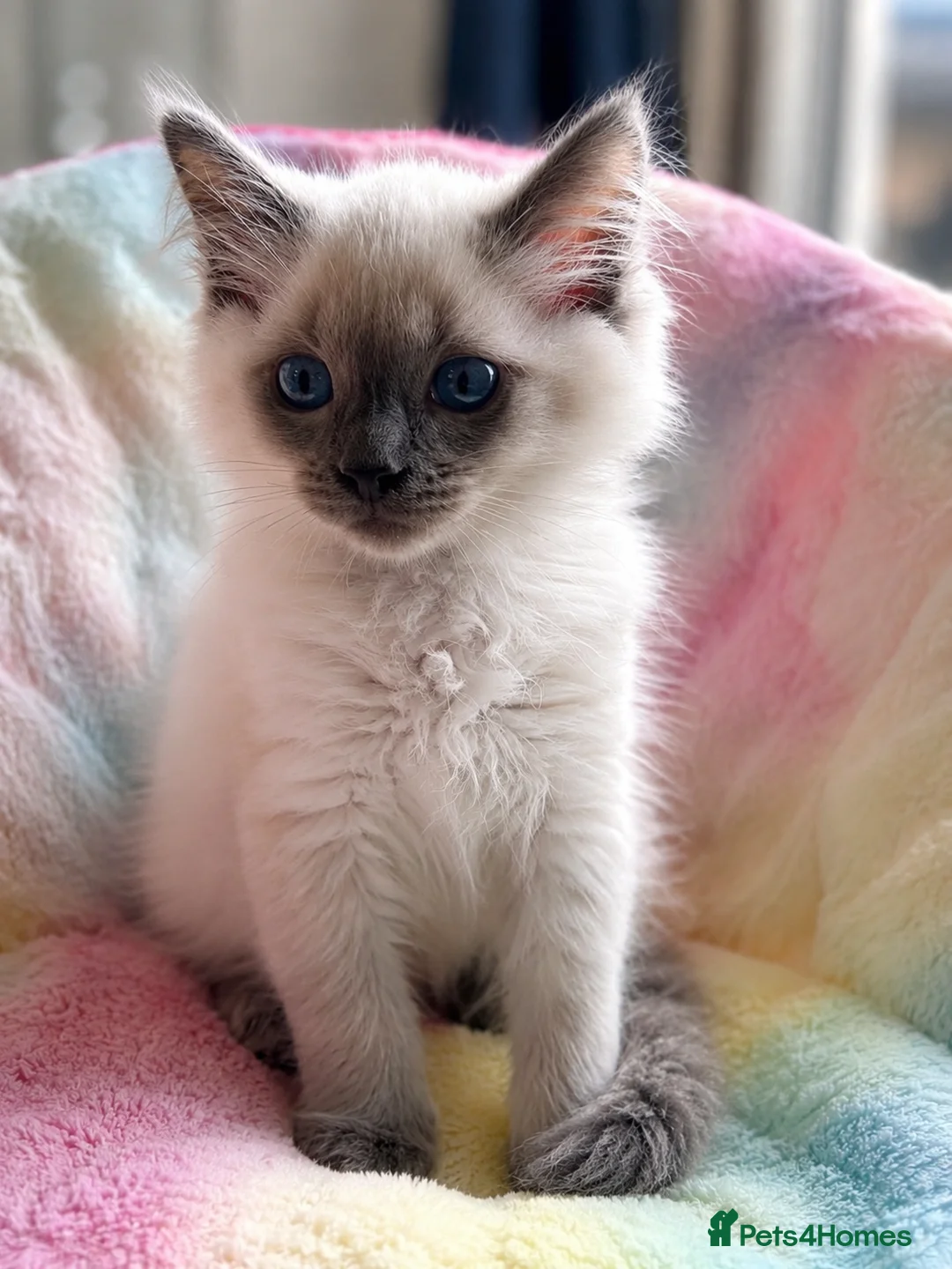 Ragdoll cats for sale: STILL WAITING  - Advert 39