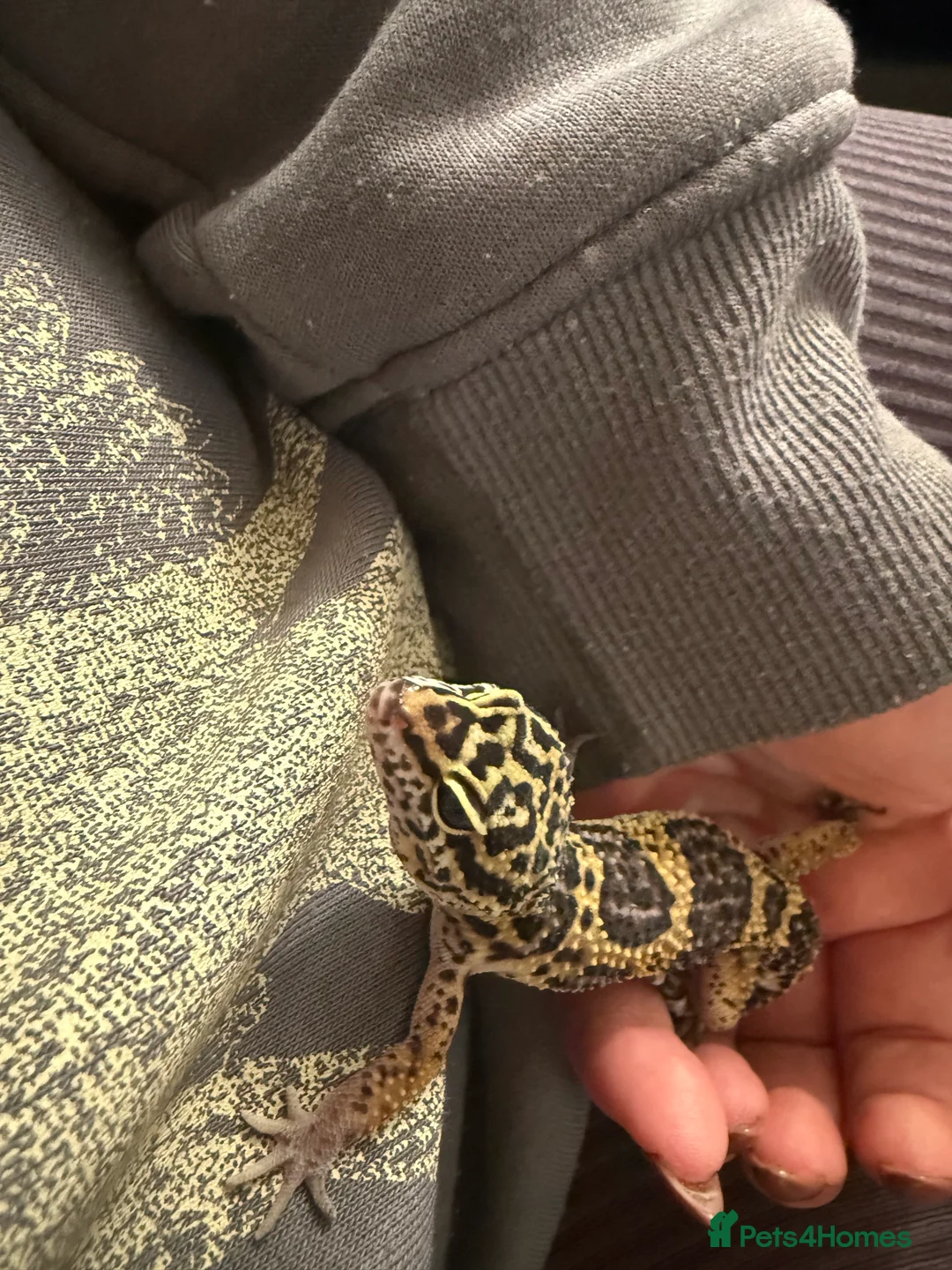 Leopard Gecko reptiles for sale: Beautiful female leopard gecko & set up  - Advert 4