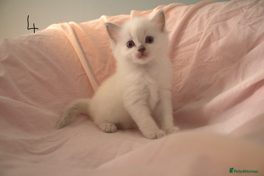 Ragdoll cats for sale: Ragdoll Kittens - Image 10