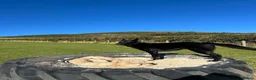 German Shepherd dogs for adoption: Sirius Black – Your New Magical Best Friend! 🪄🖤 in Hengoed - Advert 3