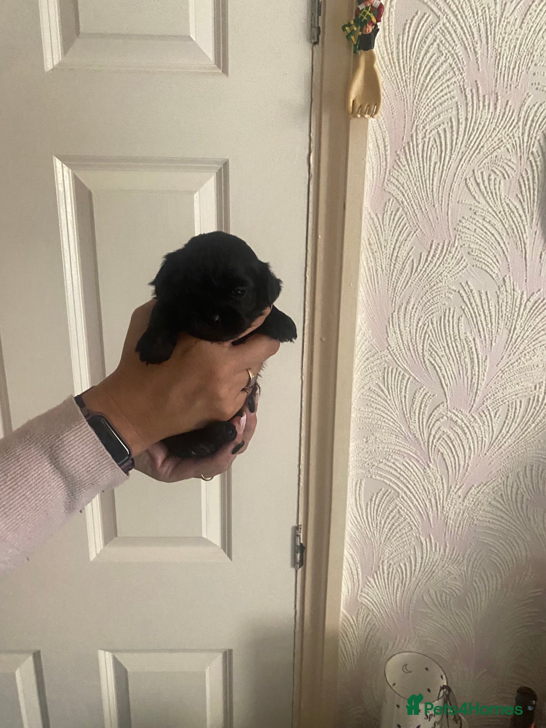 Shih Tzu dogs for sale: Puppy for sale  - Image 3