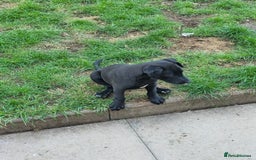 Mixed Breed dogs for sale:  Whippet × Patterdale Dog Pups - Image 31