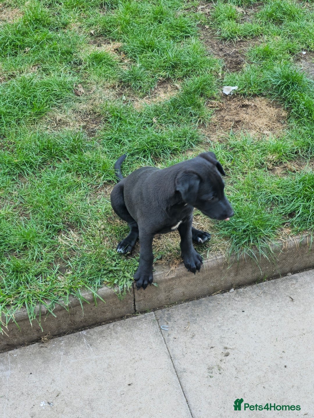 Mixed Breed dogs for sale:  Whippet × Patterdale Dog Pups - Image 31