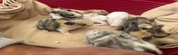 Mixed Breed rabbits for sale: Baby rabbits - Advert 21