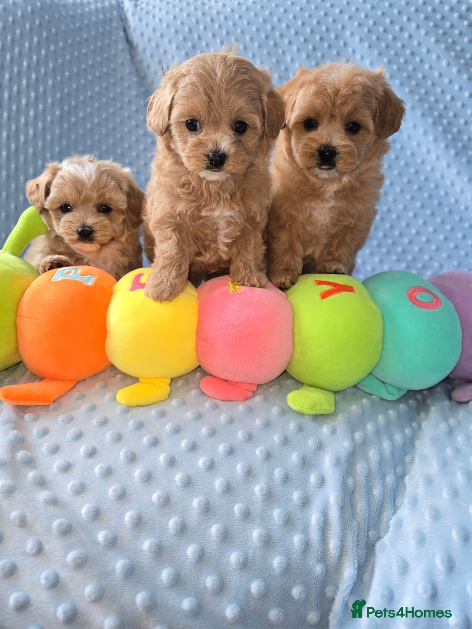 Maltipoo dogs  Beautiful  maltipoo  - Advert 1