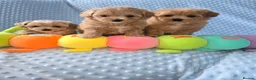 Maltipoo dogs for sale:  Beautiful  maltipoo  - Advert 1