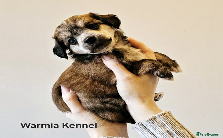 Chinese Crested dogs - Advert 3