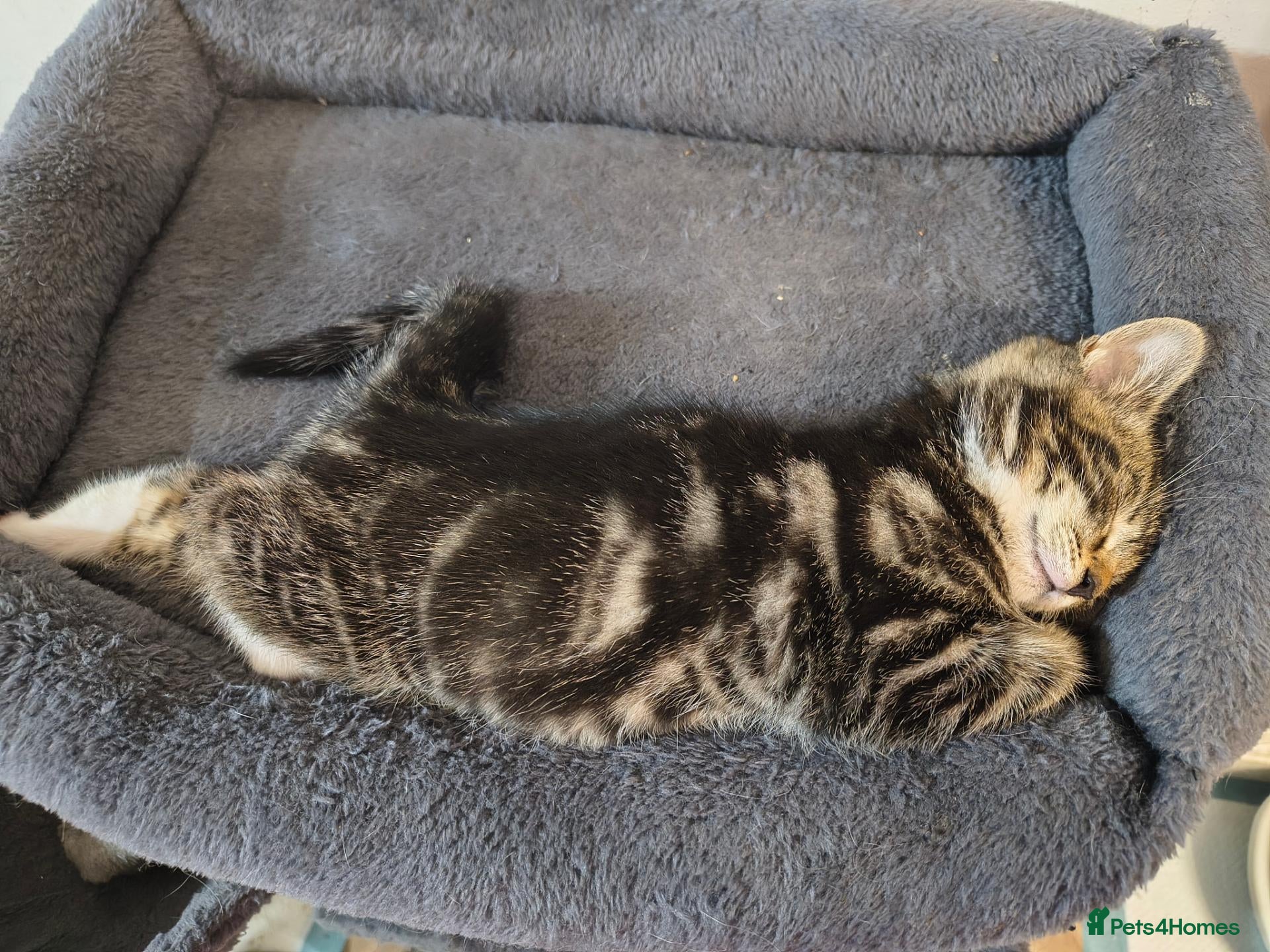 Mixed Breed cats Beautiful 2 litters of kittens available - Advert 2