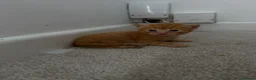 Mixed Breed cats for sale: Kittens - Advert 4