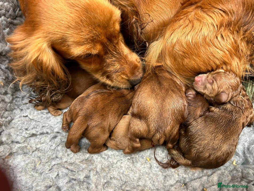 Cockapoo dogs for sale: 💖 Beautiful Red Cockapoo Puppies – Ready Now  - Image 1