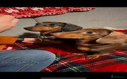 Miniature Dachshund dogs for sale: 1 Boy & 1 Girl Tan Pedigree Miniature Puppies - Image 11