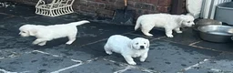 Golden Retriever dogs for sale: Little Polar Bear Puppies - Advert 8