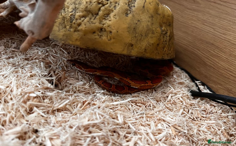 Corn Snake reptiles - Advert 1