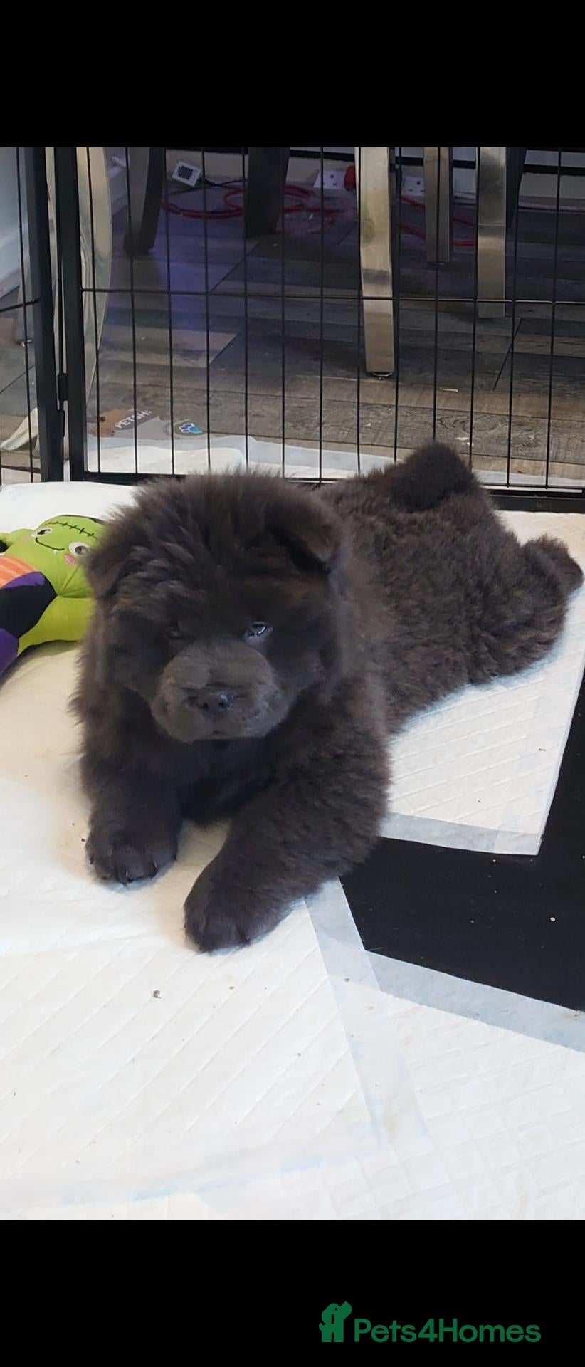 Chow Chow dogs Last ones remaining Ready Now Chow Puppy's 💙💓 - Advert 9