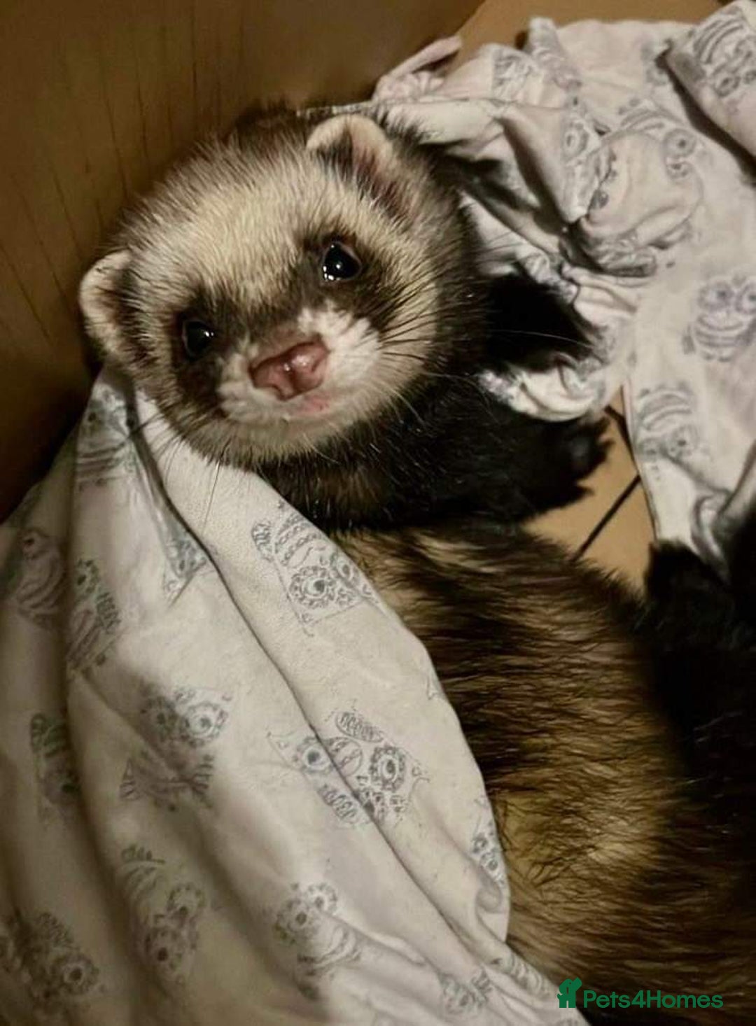 Ferret rodents for sale: 2 male ferrets looking for mew home - Advert 6