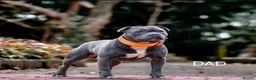Staffordshire Bull Terrier dogs for sale: KC Registered Staffordshire Bull Terrier Puppies - Advert 8