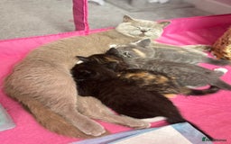 British Shorthair cats for sale: Gorgeous BSH kittens  - Image 1