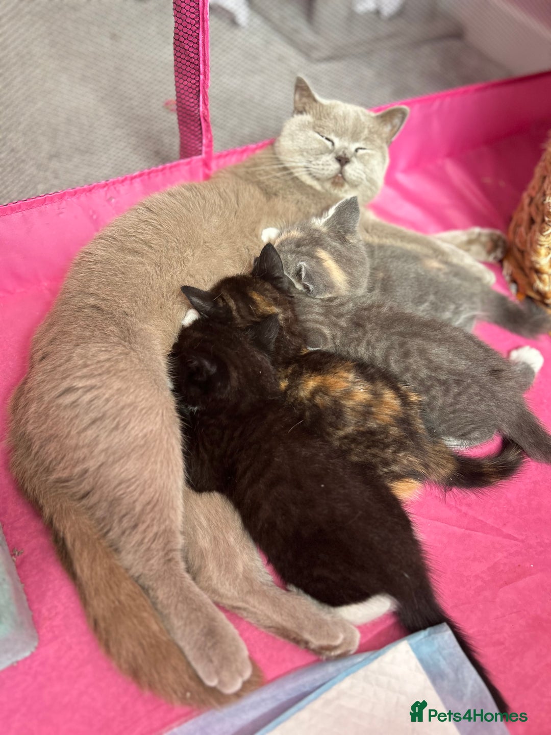 British Shorthair cats for sale: Gorgeous BSH kittens  - Image 1
