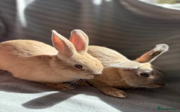Mixed Breed rabbits for sale: 3 stunning Lop crossed with Double lion mane - Image 9