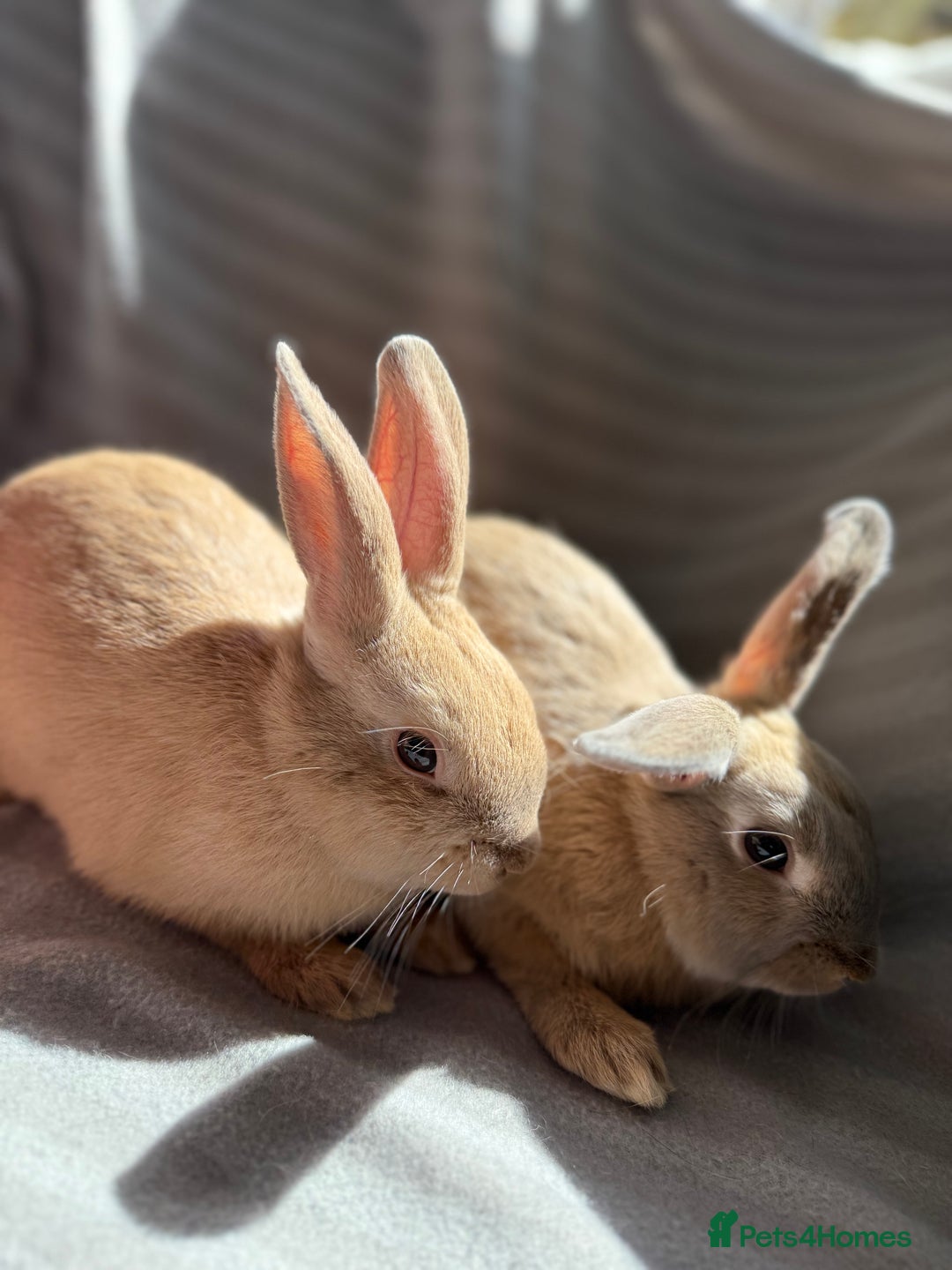 Mixed Breed rabbits for sale: 3 stunning Lop crossed with Double lion mane - Image 9