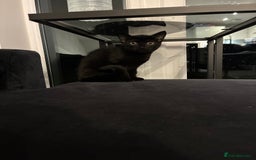 British Shorthair cats for sale: 🐾 British Shorthair Kitten🐾 - Image 8