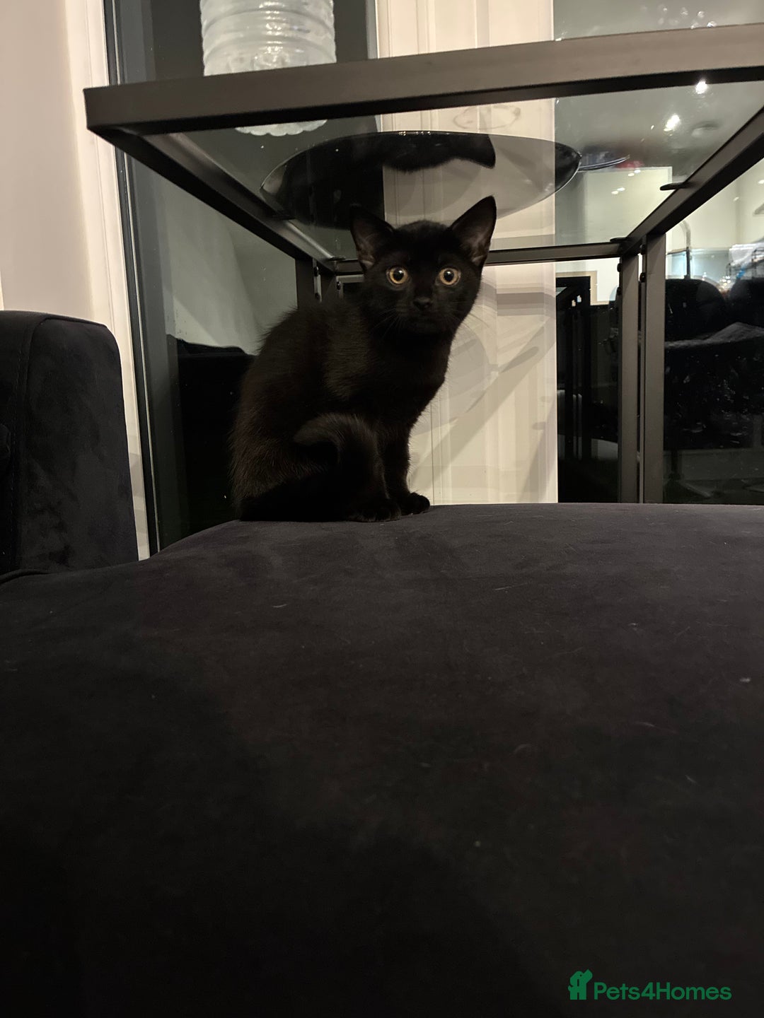 British Shorthair cats for sale: 🐾 British Shorthair Kitten🐾 - Image 8