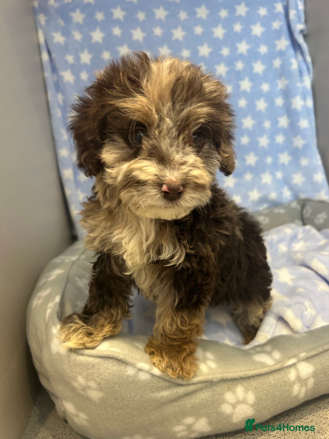 Cockapoo dogs for sale: 5 cockapoo boys for sale - Image 11