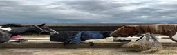 English Warmblood horses for sale: Smartie - Advert 5