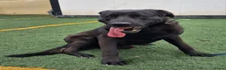 Mixed Breed dogs for adoption: Meet Rey ❤️ 🐾 - Advert 7