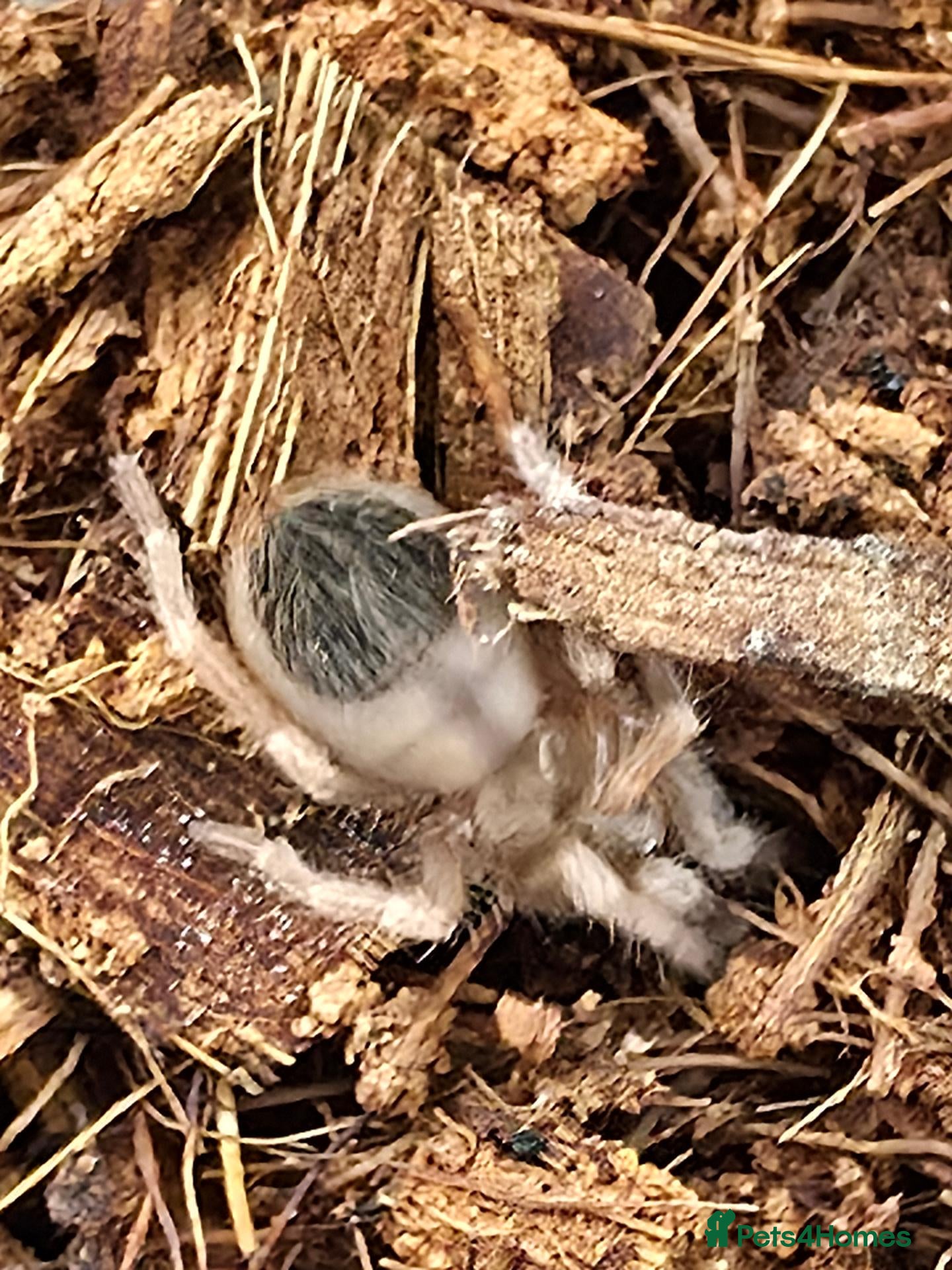 Tarantulas invertebrates 5 x Nhandu Chromatus Tarantula 1.5 - 2.5cm - Advert 4