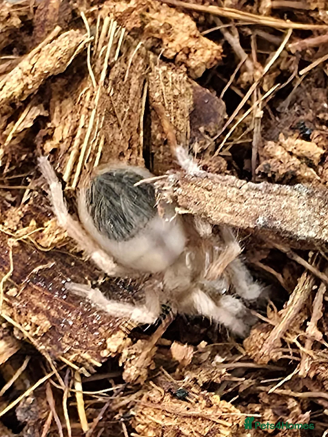 Tarantulas invertebrates for sale: 5 x Nhandu Chromatus Tarantula 1.5 - 2.5cm - Advert 1
