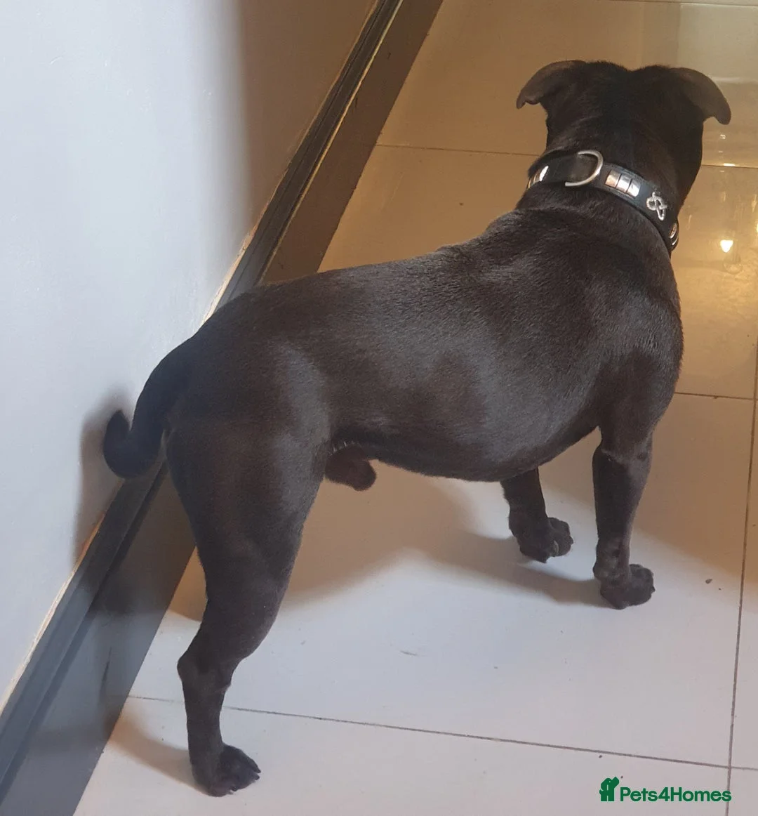 Staffordshire Bull Terrier dogs for stud: **ROSCO**OUTSTANDING BLUE STUD! in Birmingham - Advert 13