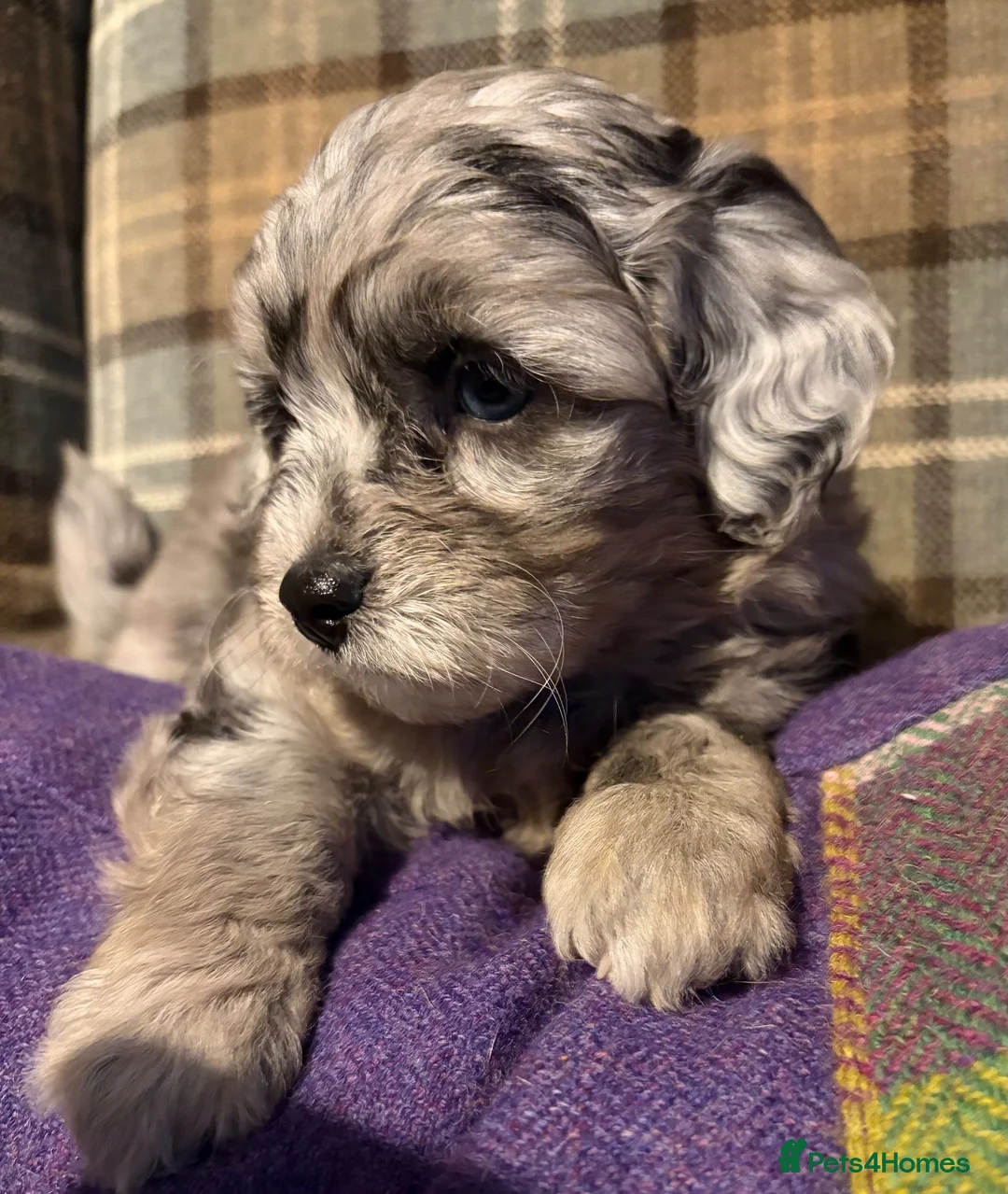 Mixed Breed dogs for sale: Stunning Doodle Puppies  - Advert 1