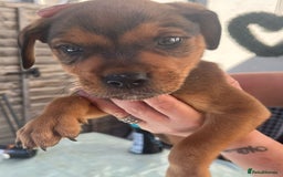 Mixed Breed dogs for sale: staffweiler - Image 3