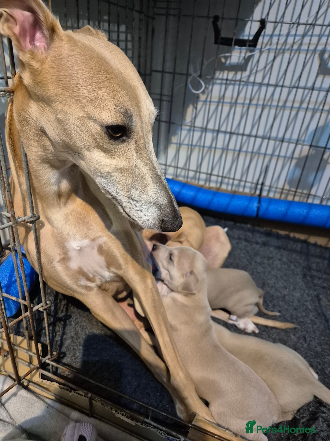 Whippet dogs for sale: 5 fawn kc whippet puppies beauitful markings  - Image 3