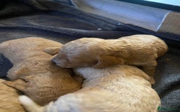 Cavapoochon dogs for sale: 🐾 Adorable F1b Cavapoochon Puppies- Ready Soon!🐾 - Image 3
