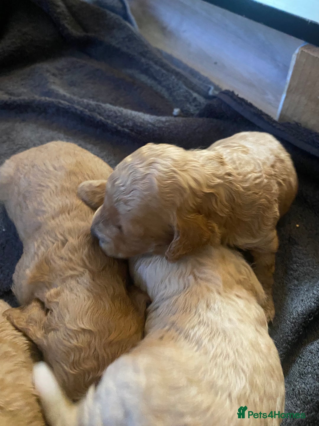 Cavapoochon dogs for sale: 🐾 Adorable F1b Cavapoochon Puppies- Ready Soon!🐾 - Image 3