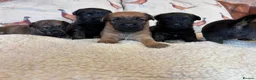 Mixed Breed dogs for sale: Cairn x Patterdale  - Advert 14
