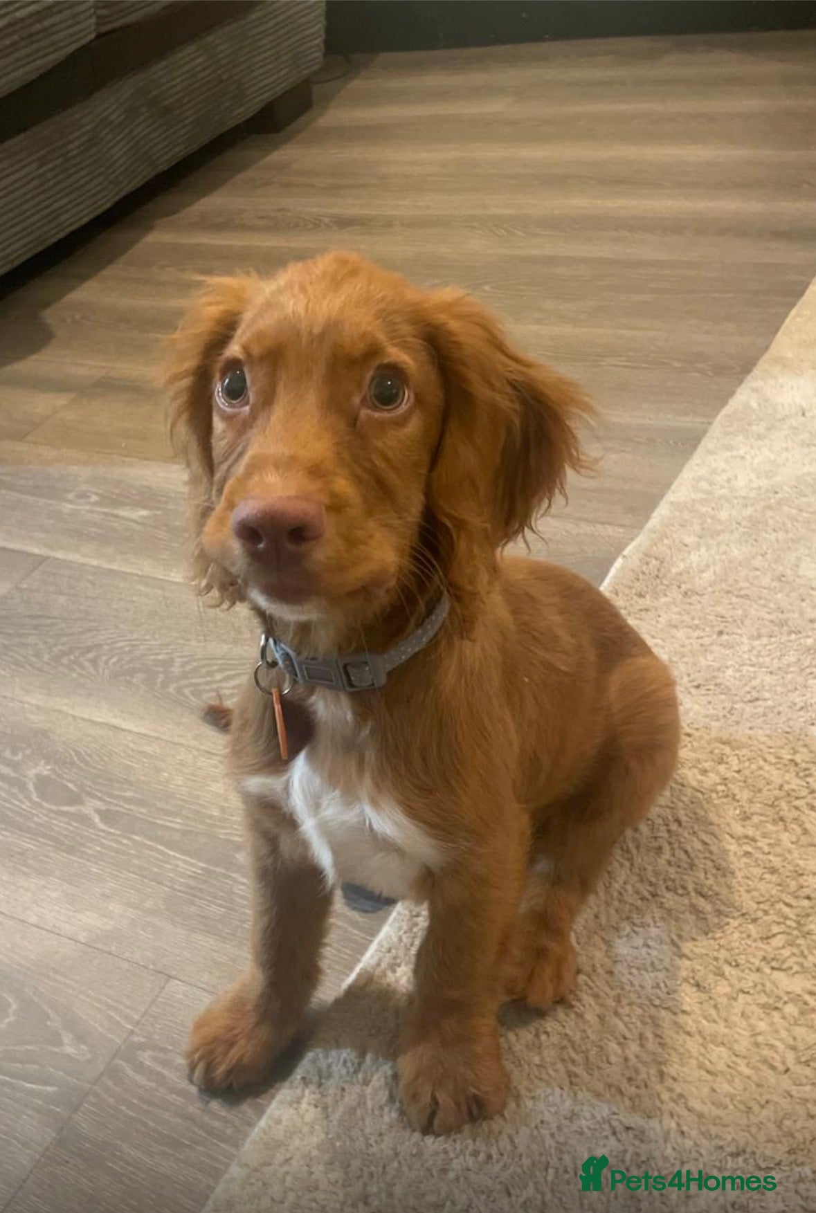 Cocker Spaniel dogs English cocker spaniel for sale  - Advert 3