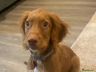 Cocker Spaniel dogs English cocker spaniel for sale - Advert 6