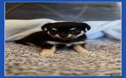Chihuahua dogs for sale: Beautiful longhaired chihuahua puppies  - Image 5